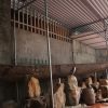 Con thuyền độc mộc cổ và lớn nhất thế giới tại Hạ Long